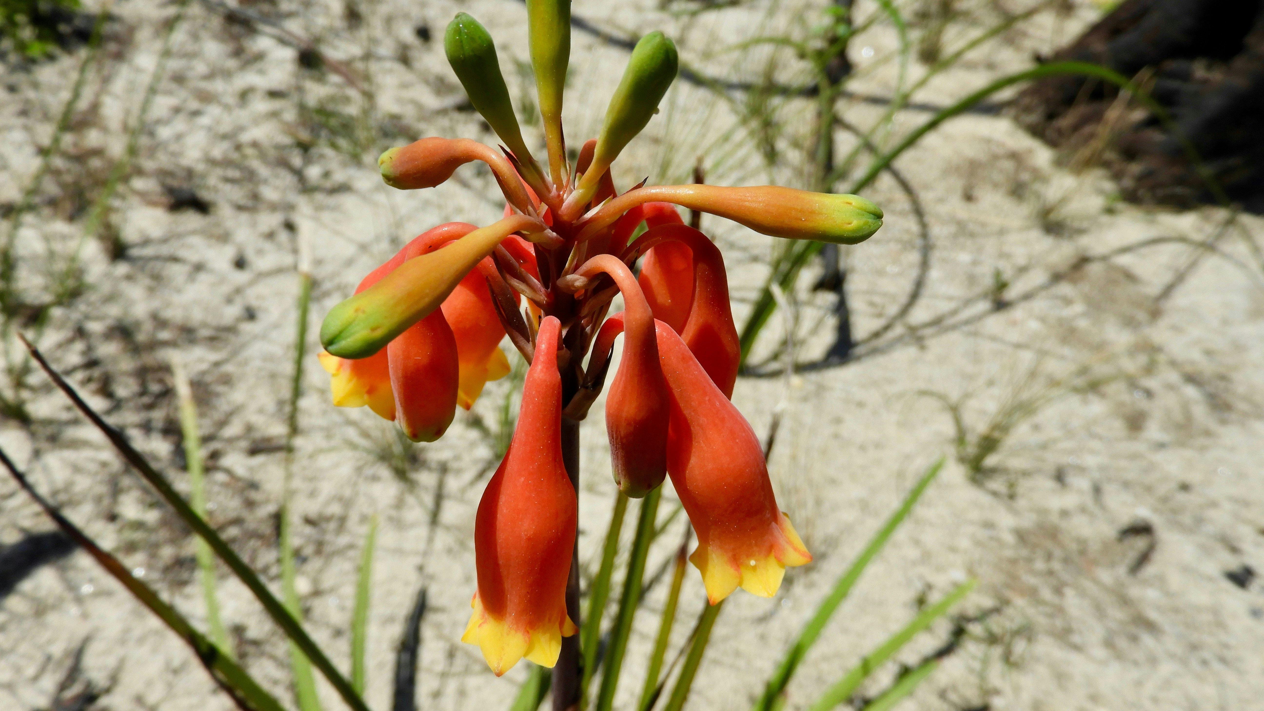 australian-flora-past-present-and-future-nsw-holidays