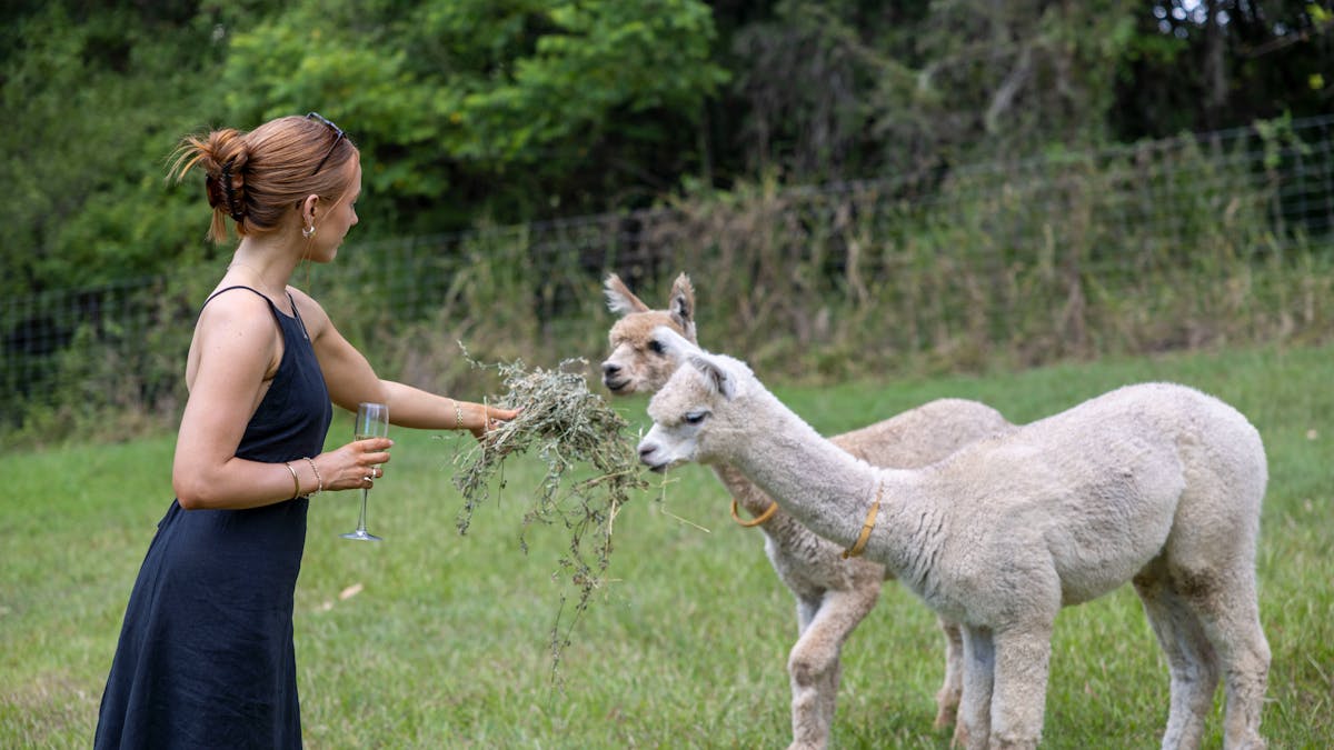 Alpaca Feeding