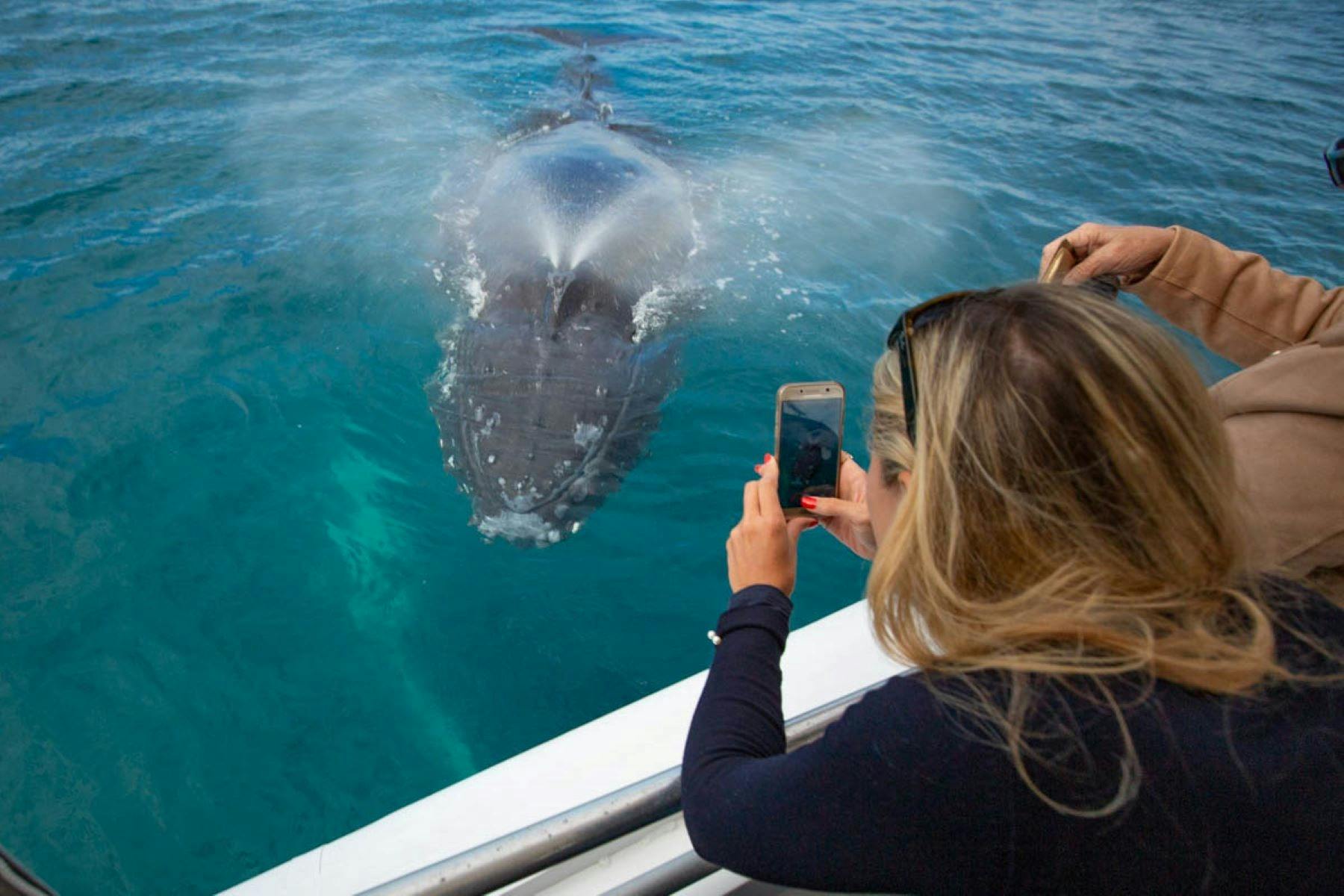Surprising guests with close encounters on our whalewatching tours