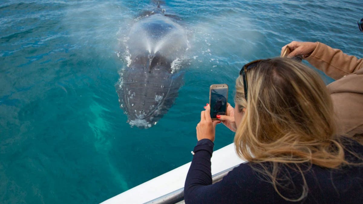 Pacific Whale Foundation Eco Adventures Aus