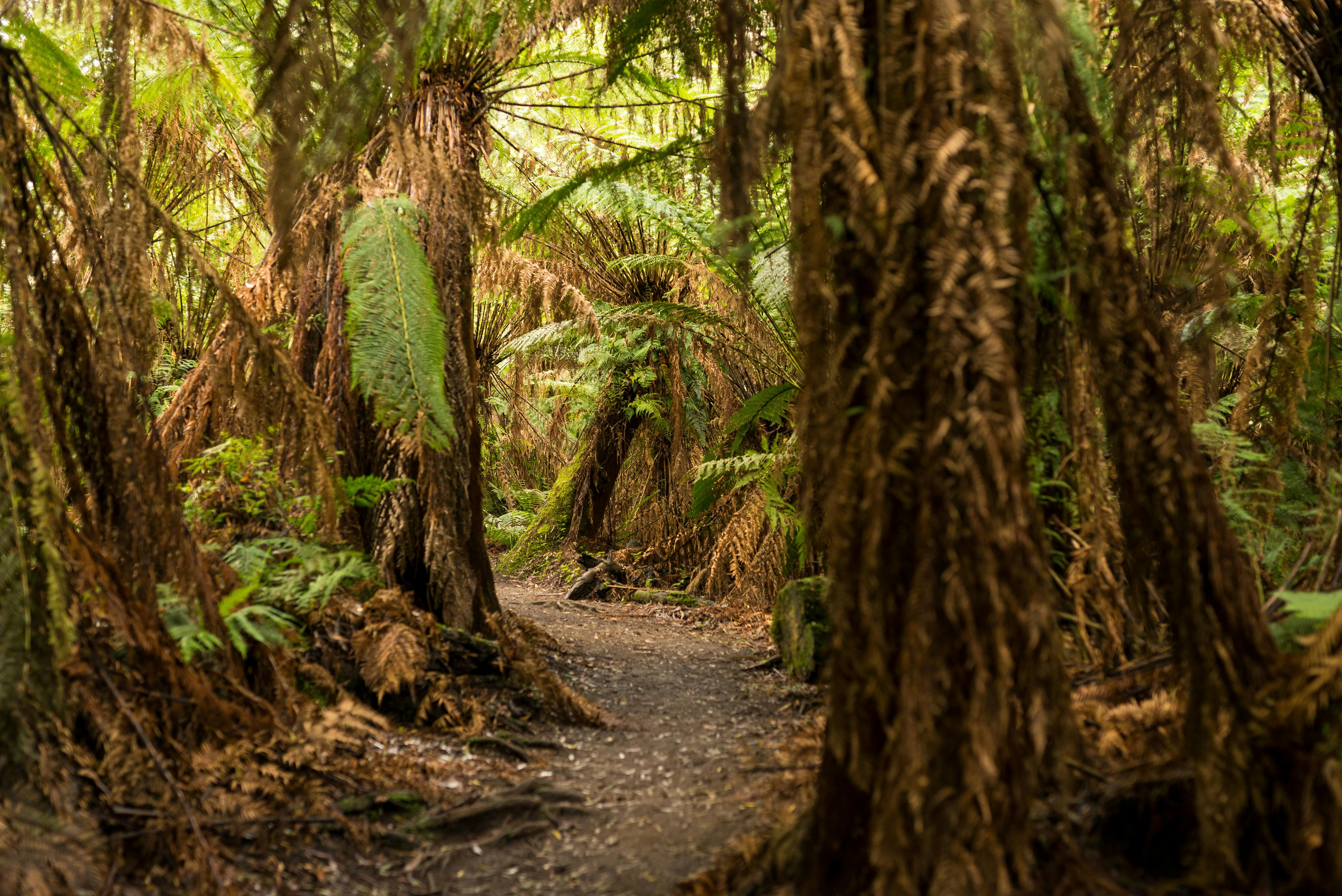 Triplet Falls Great Otway National Park