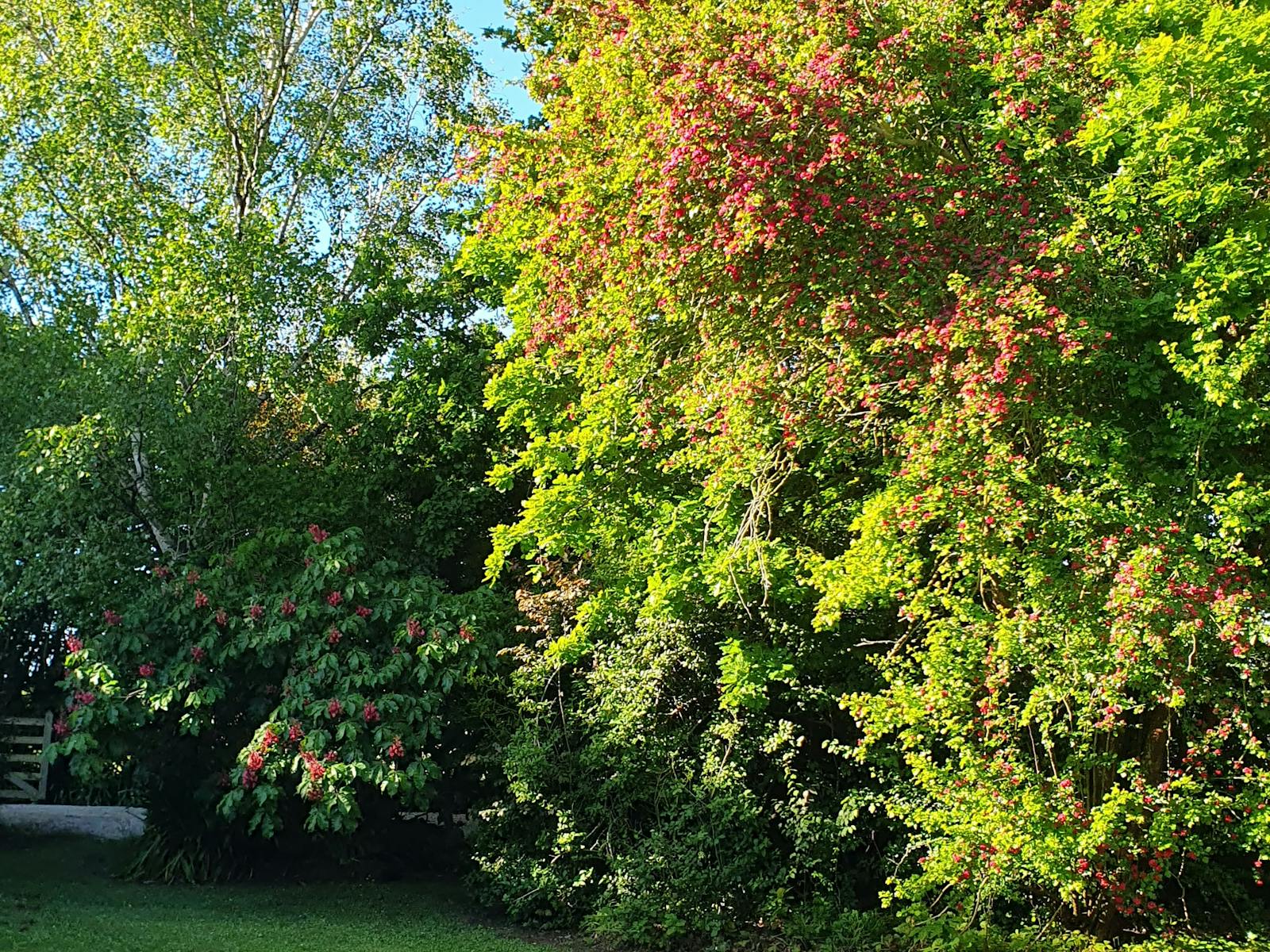 Blenheim Garden