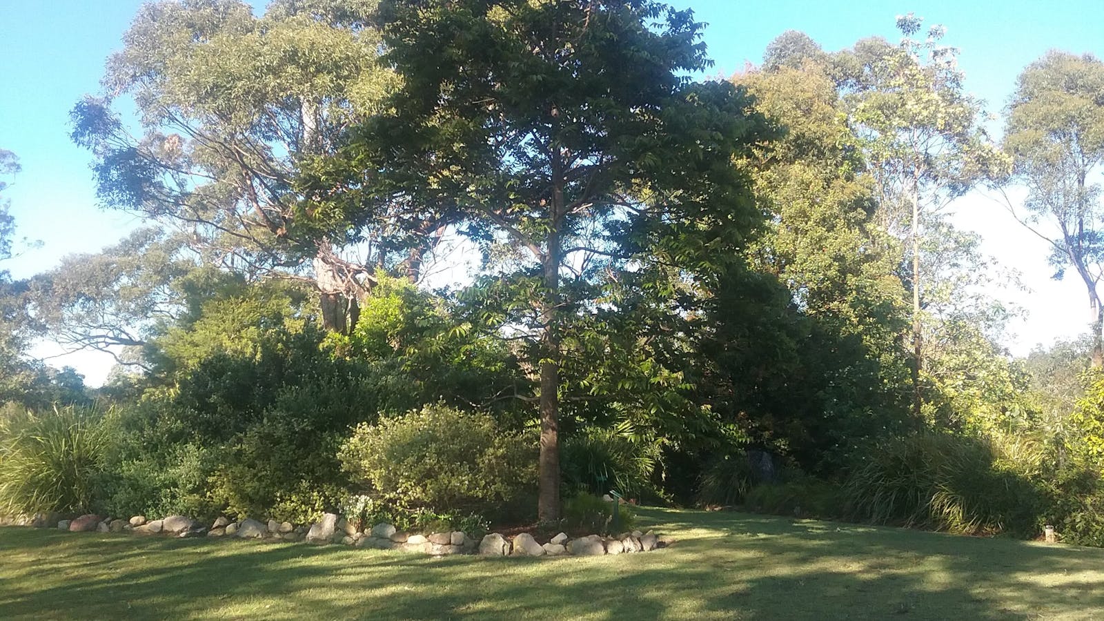 Toona australis - Red Cedar