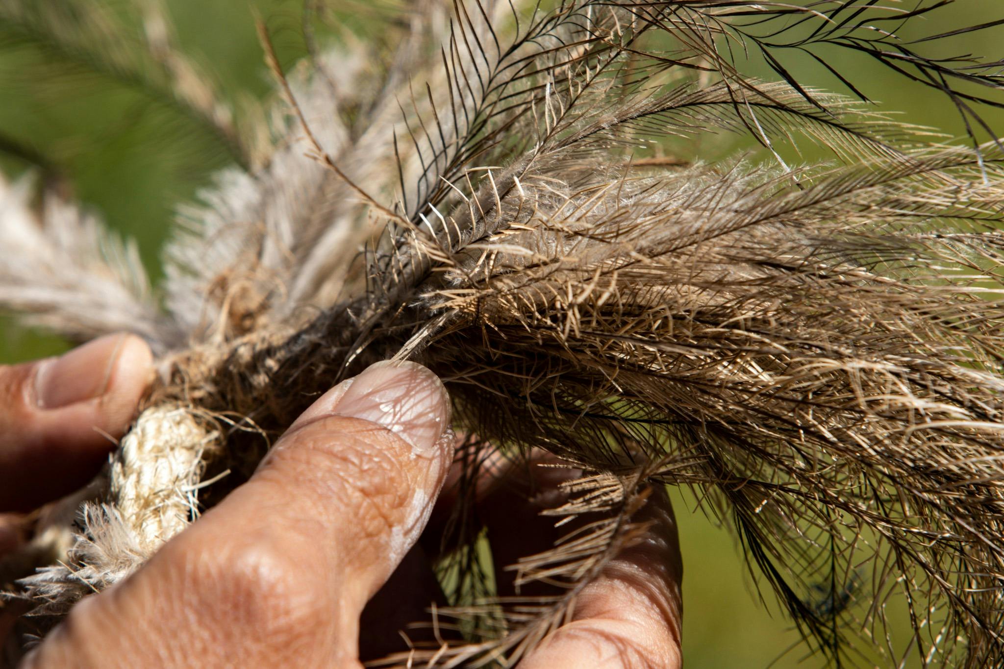 A close up of a man's hands holding emu feathers