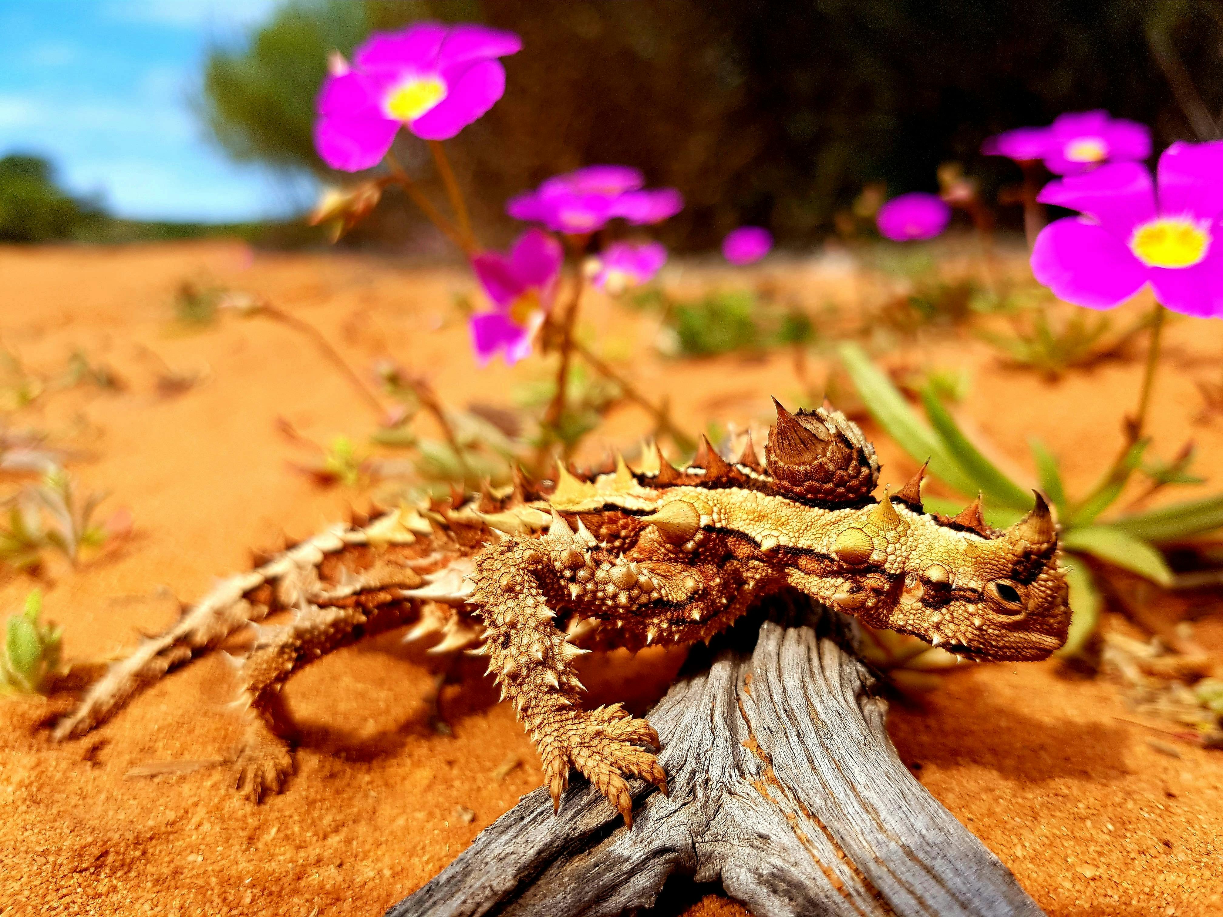 Shark Bay 4WD, Shark Bay, Western Australia