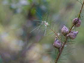 Wallumatta Loop Trail