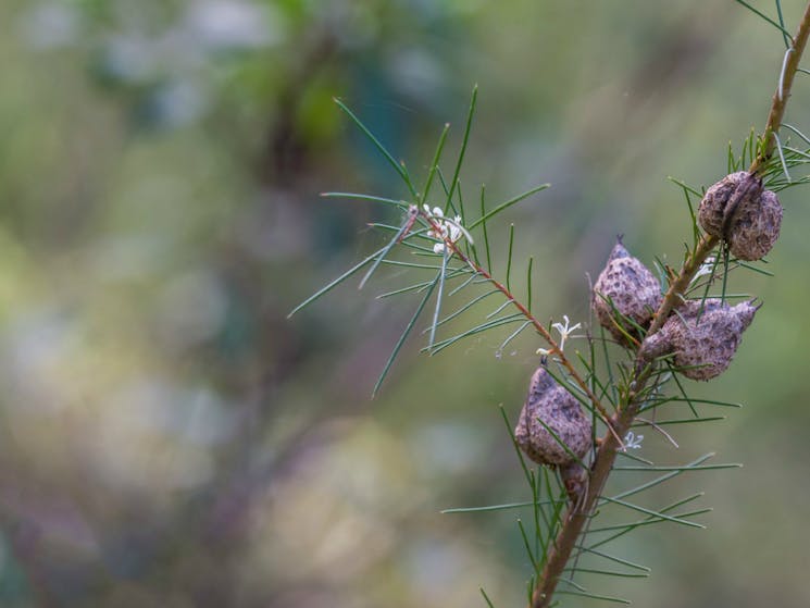 Wildflowers, Wallumatta loop trail. Photo: John Spencer