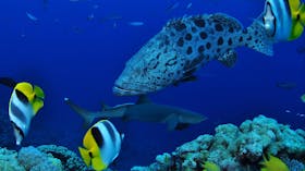 North Horn Dive Site