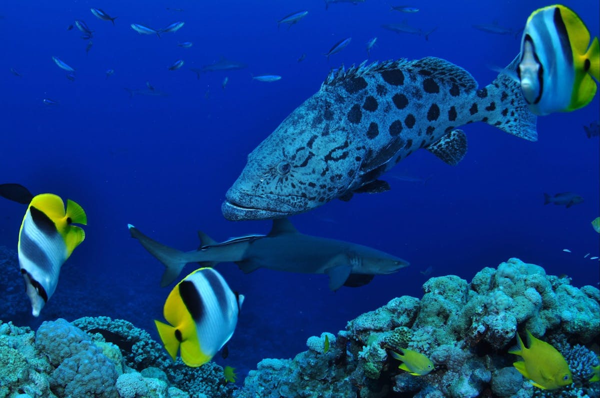 North Horn Dive Site