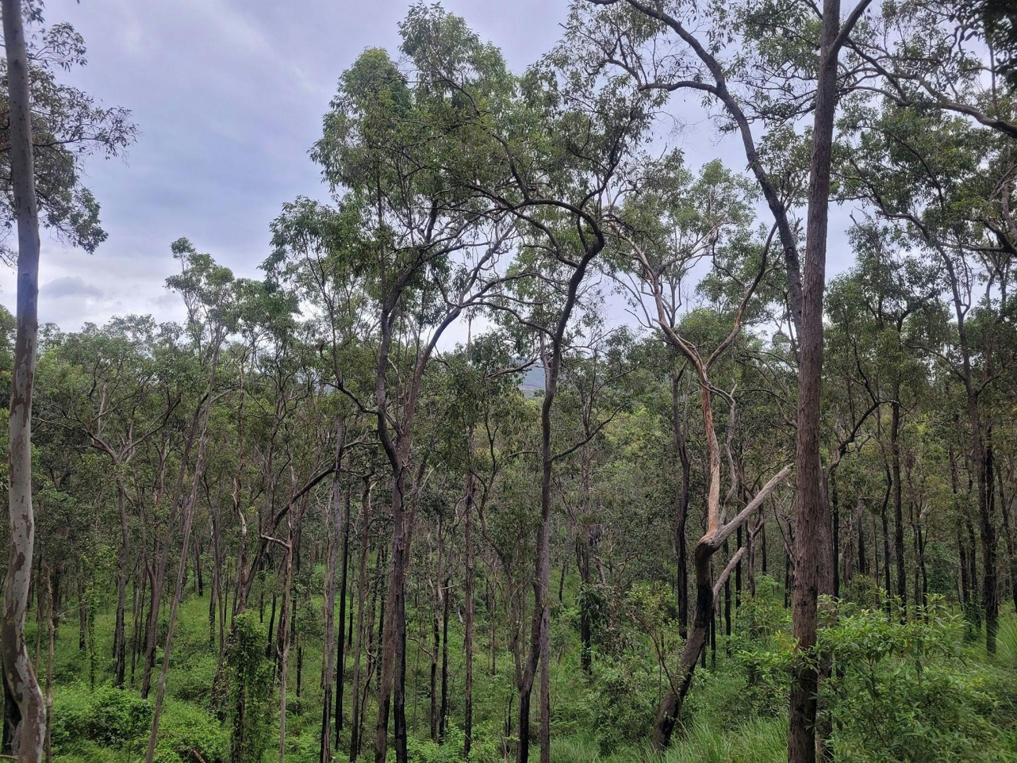 Mia Mia State Forest