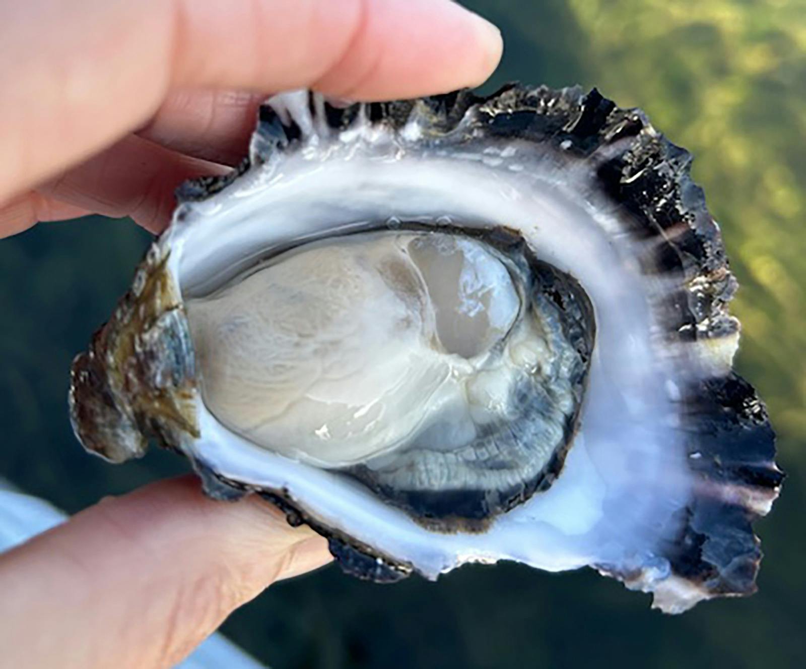 Freshly shucked oyster