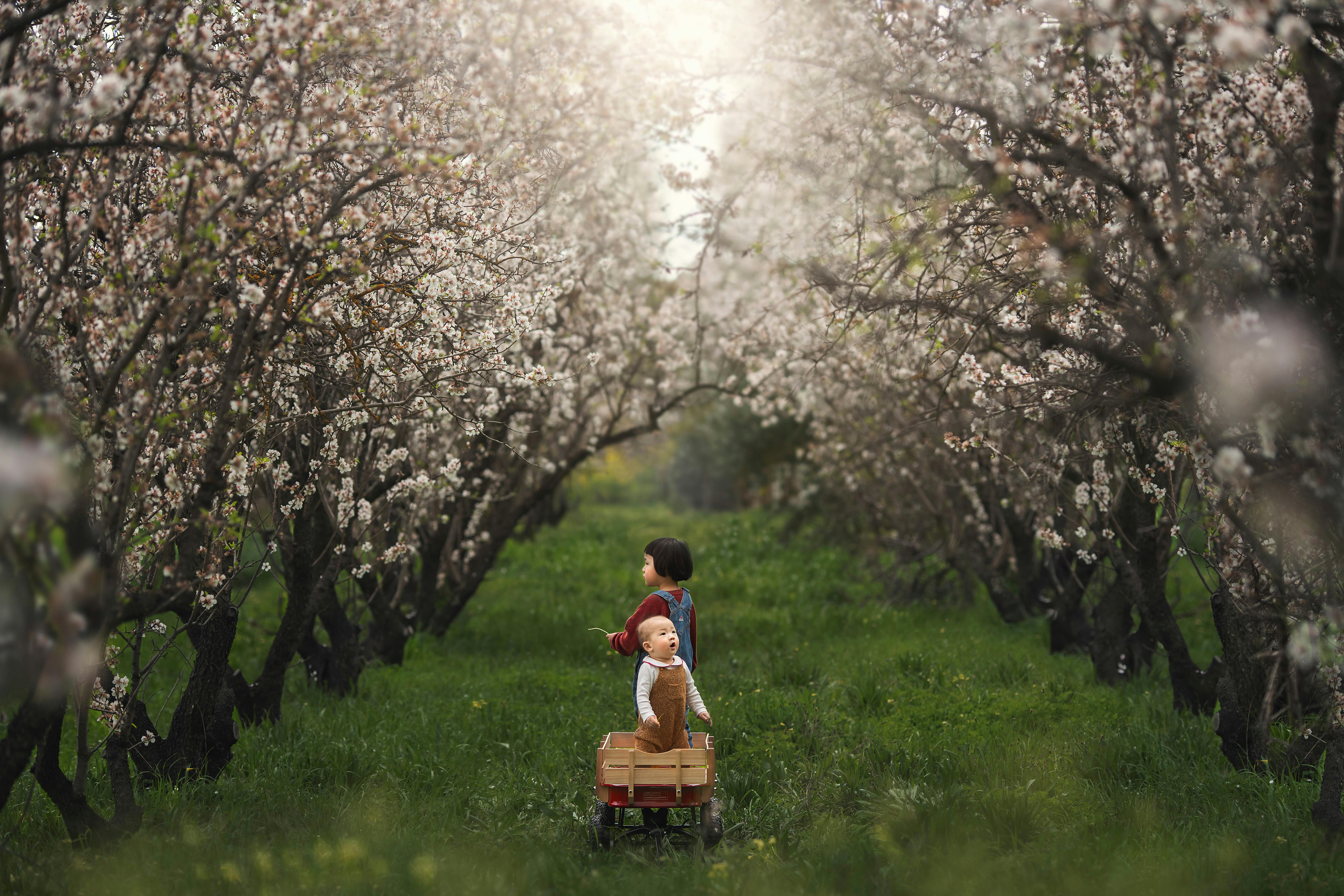 blossom photo sessions