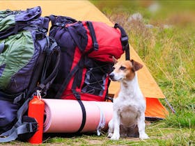 Paws in the Outdoors