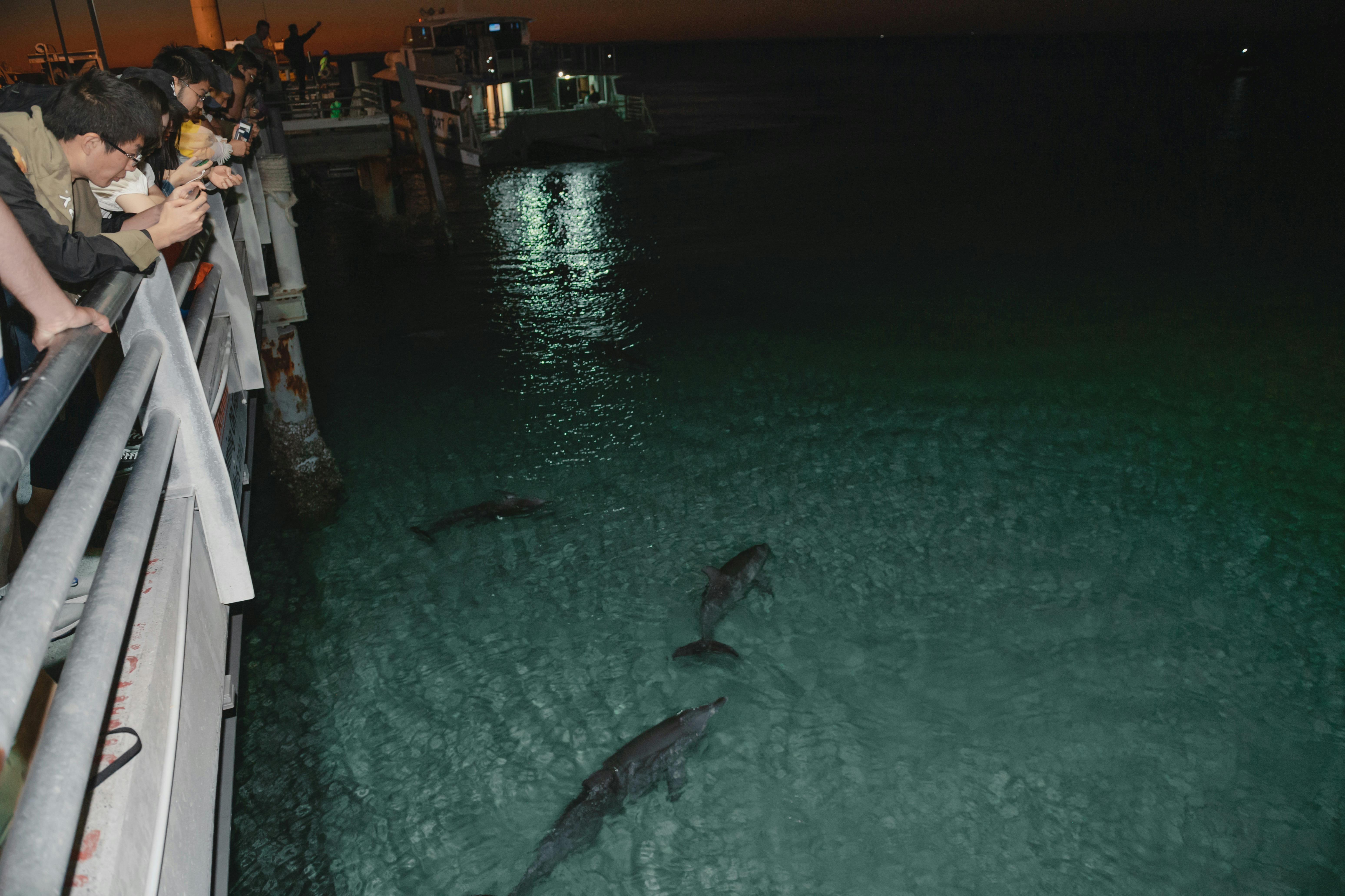 Tangalooma Wild Dolphin Viewing