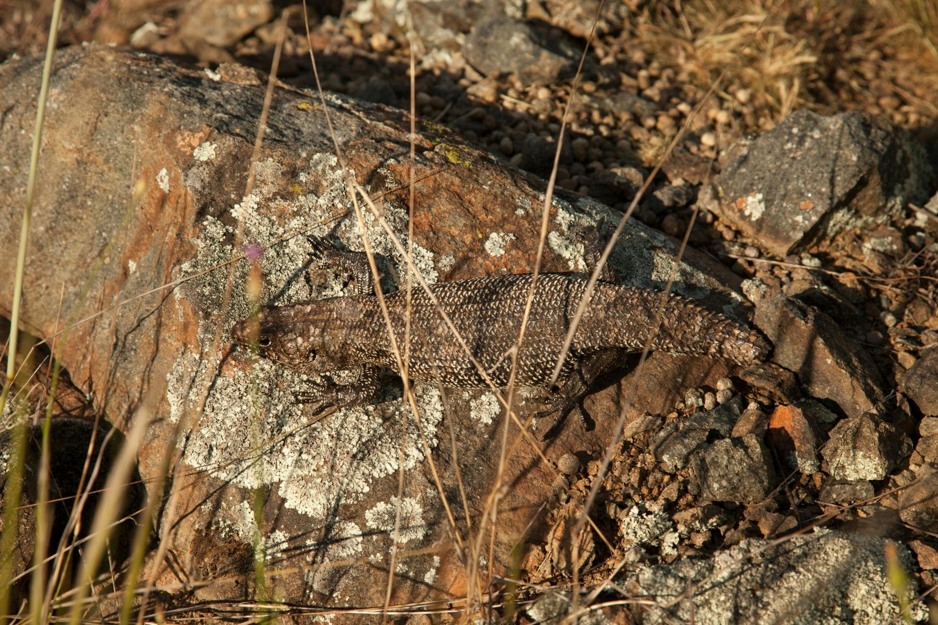A skink on a rock at Mugga Mugga