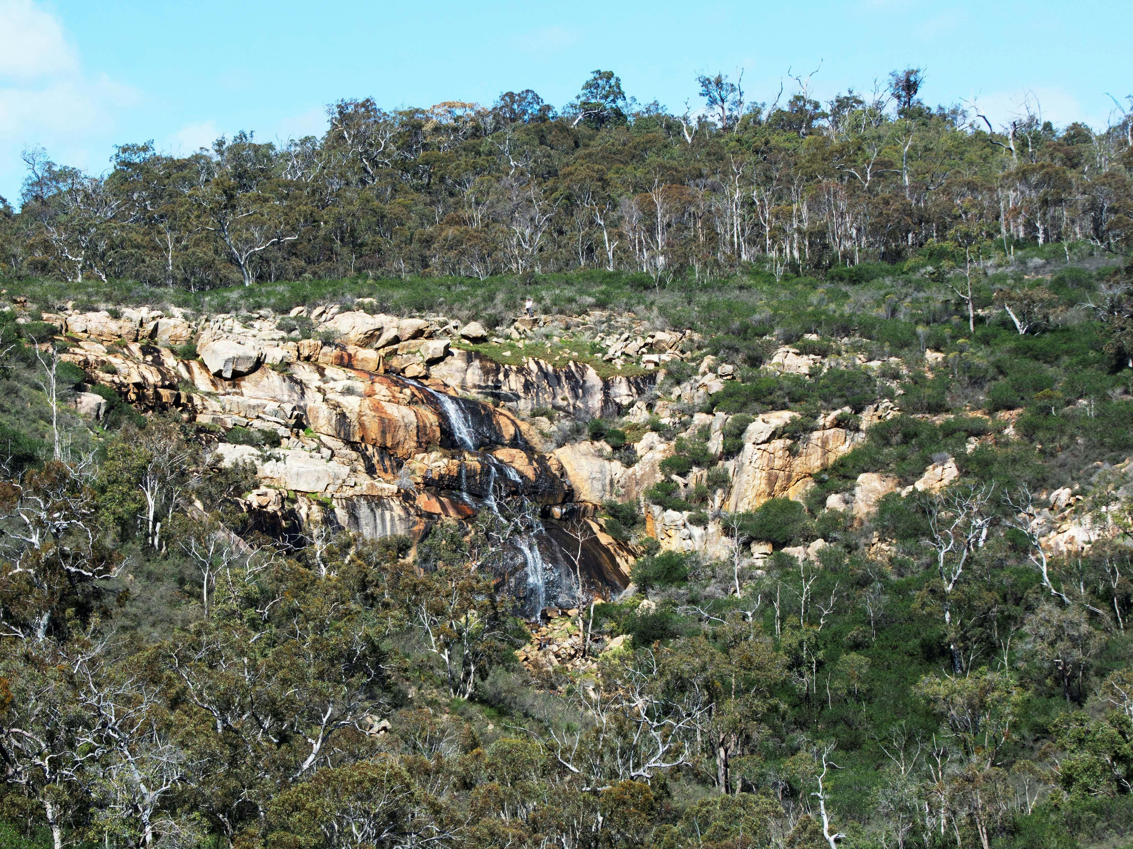 Perth Birds and Bush, Perth, Western Australia