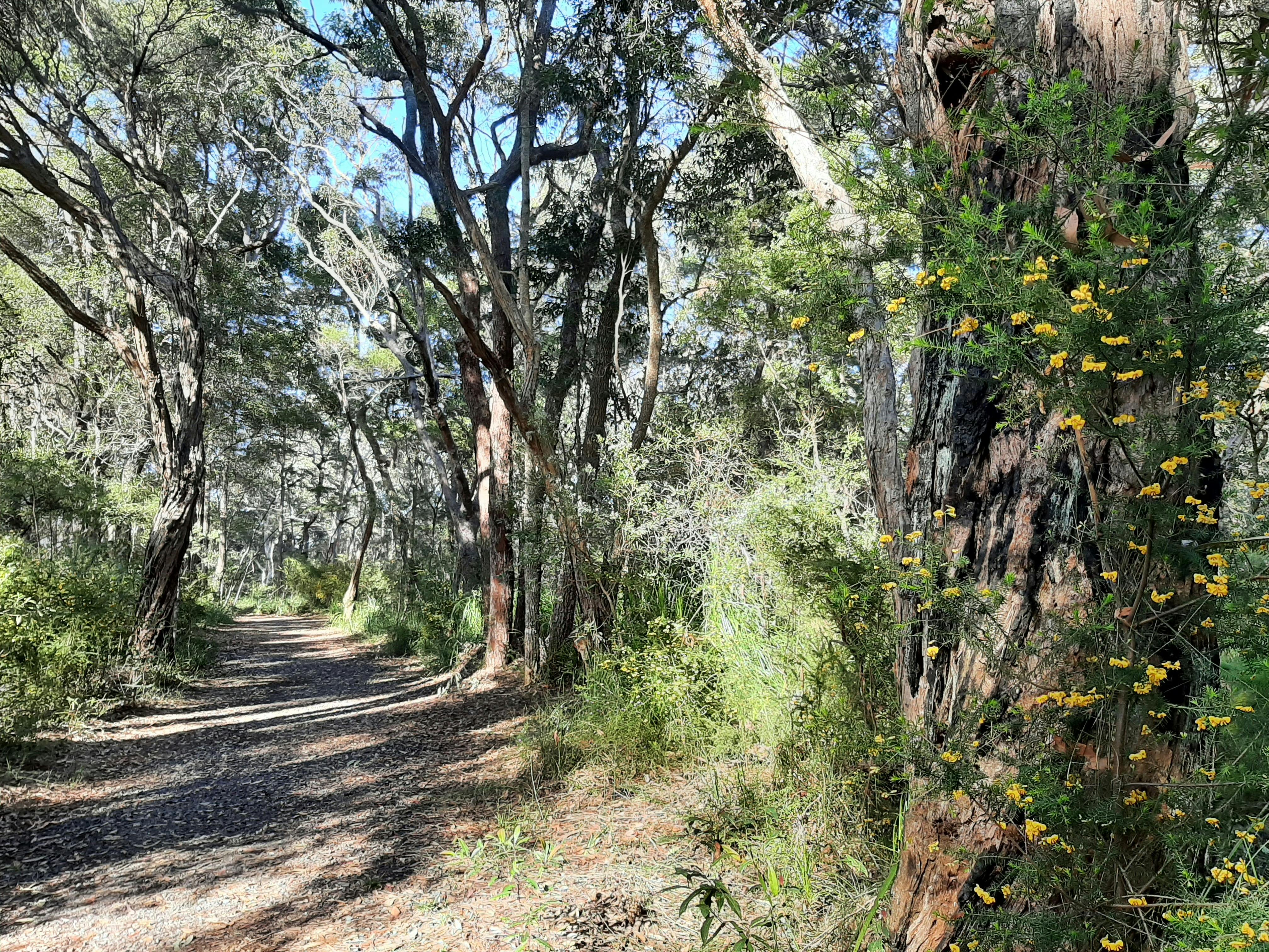 View along a tree-lined bush track with gum trees, paperbarks and peas in flower