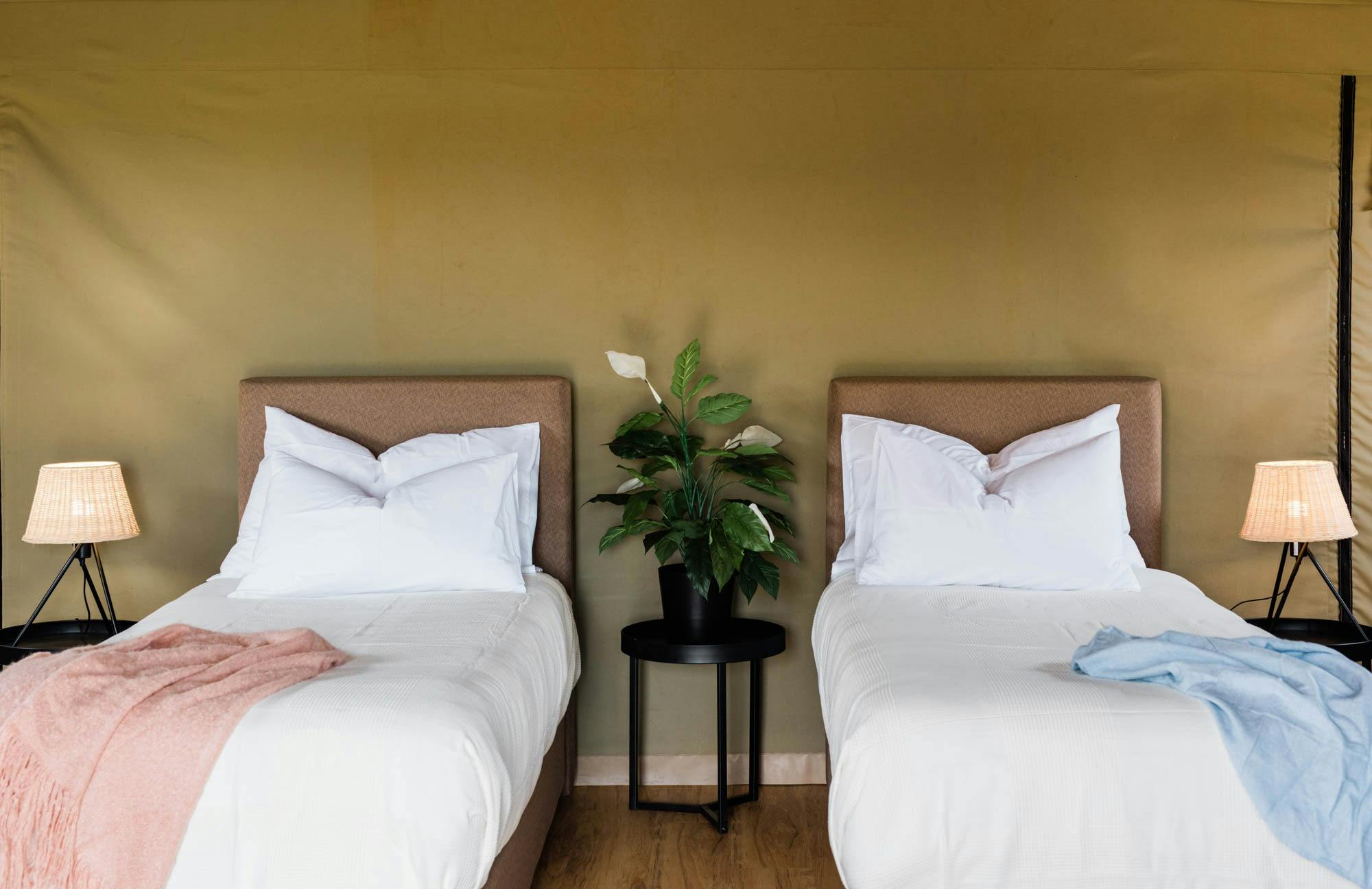 Two king single beds with green leafy plant in between them