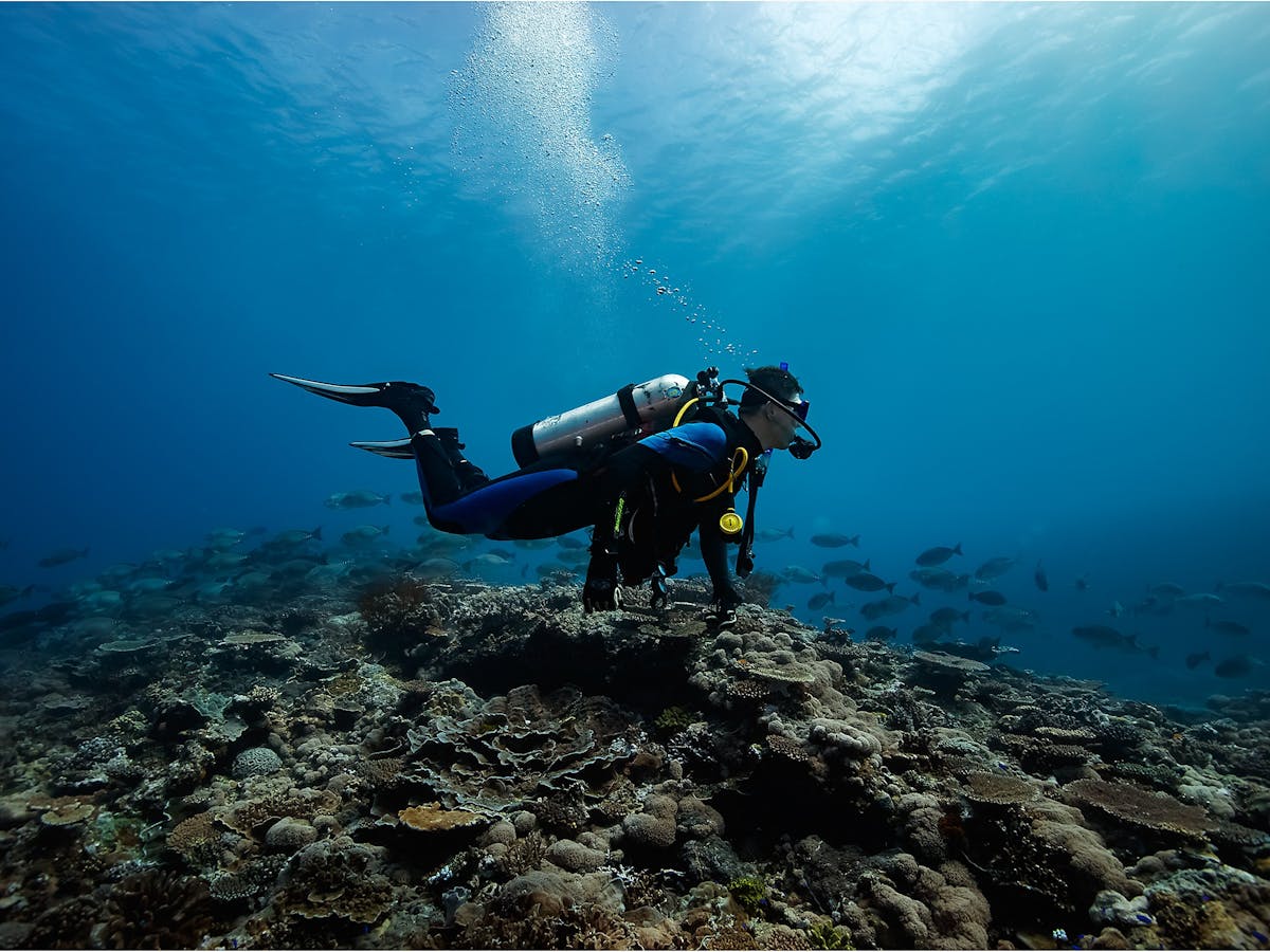 Outer Reef Dive Lady Musgrave Island