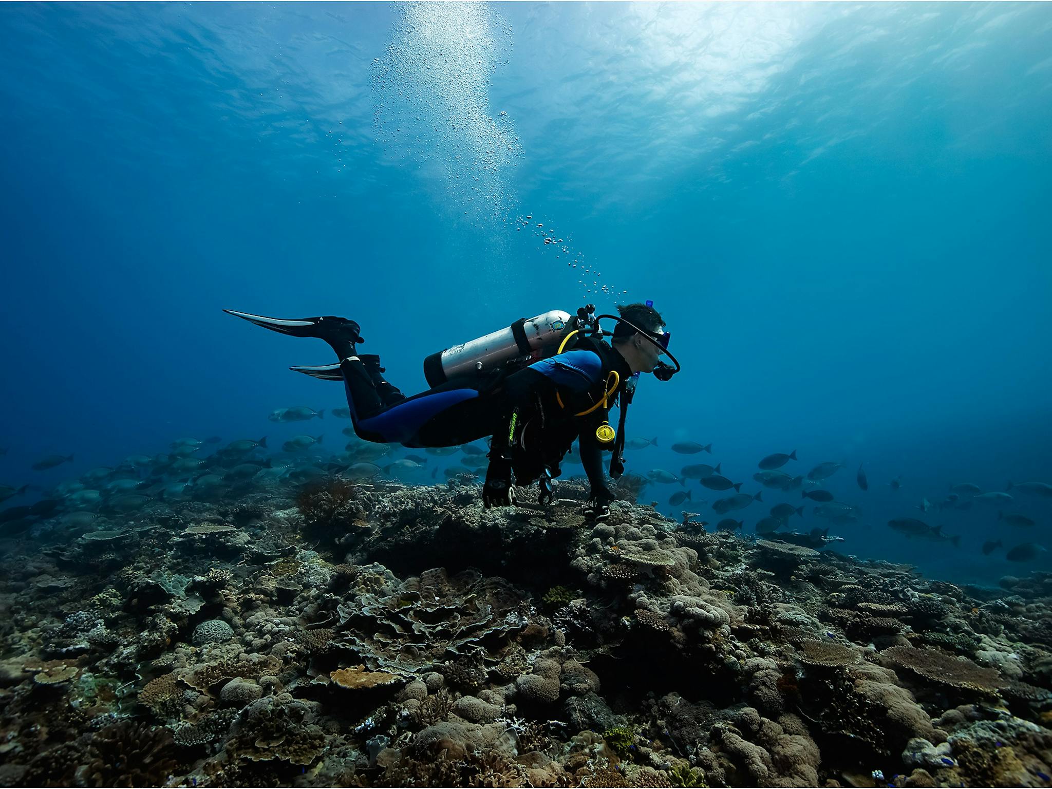 Outer Reef Dive Lady Musgrave Island Outer Reef Dive Lady Musgrave Island