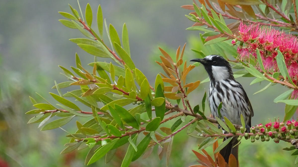 Prolific Birdlife Prolific Birdlife