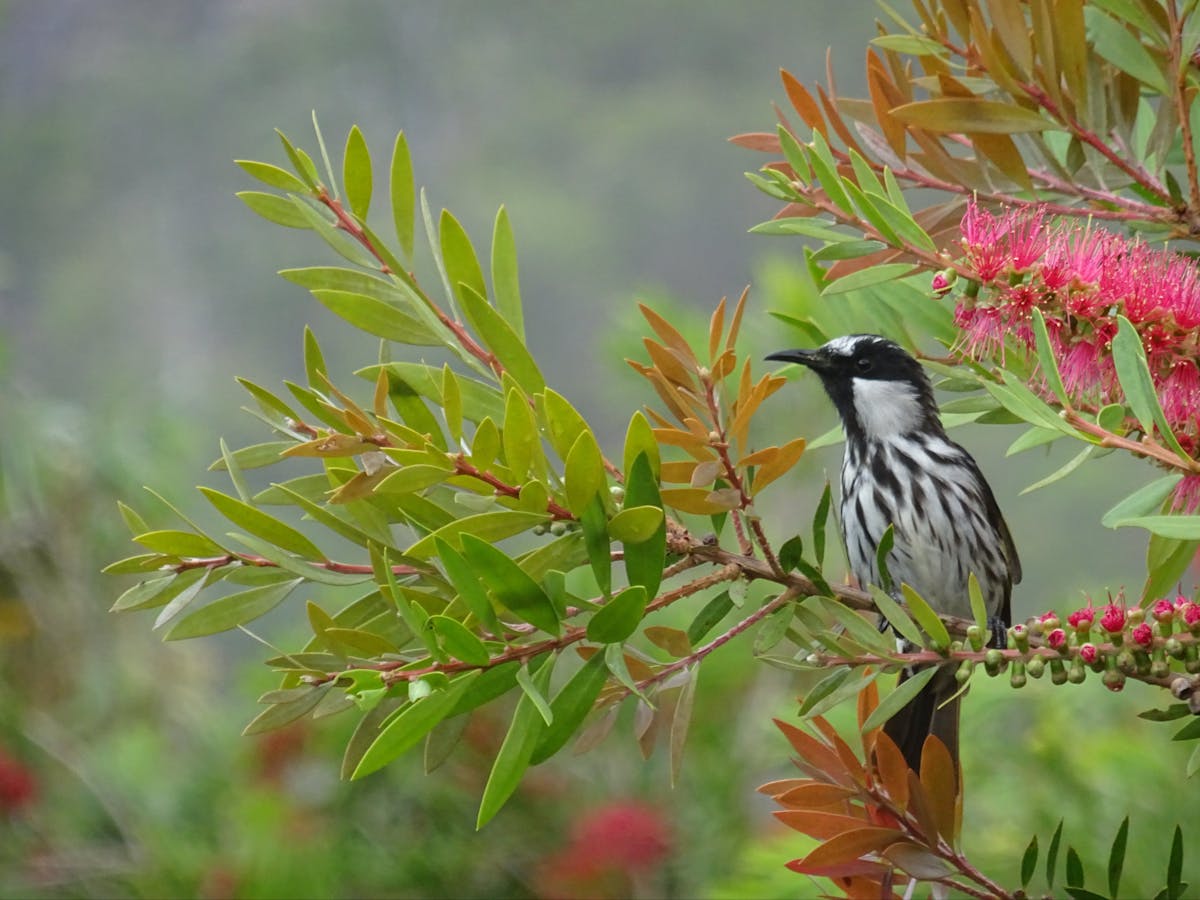 Prolific Birdlife