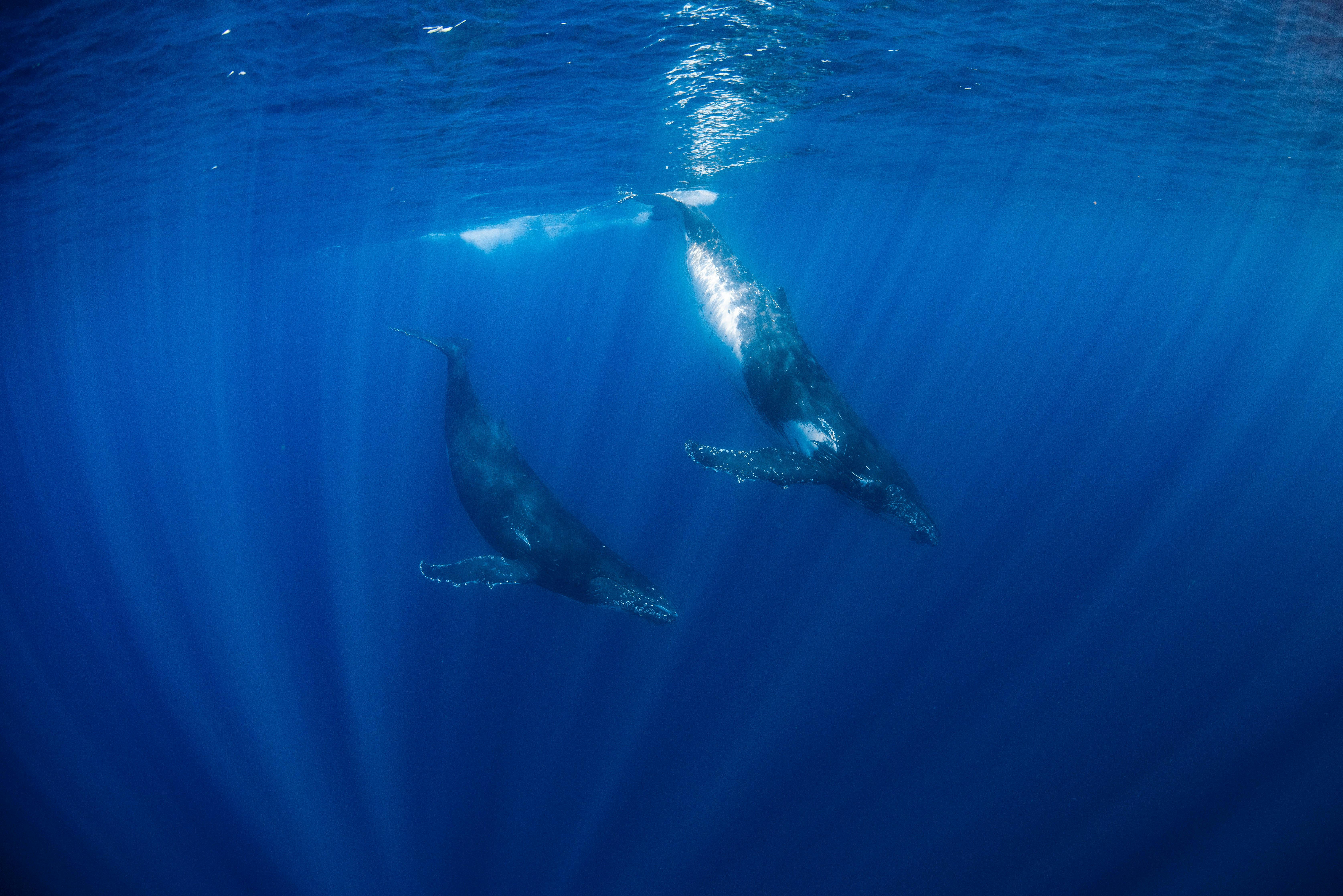 Diving Humpbacks