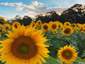 Pick Your Own Sunflowers at Atkins Farm Cover Image
