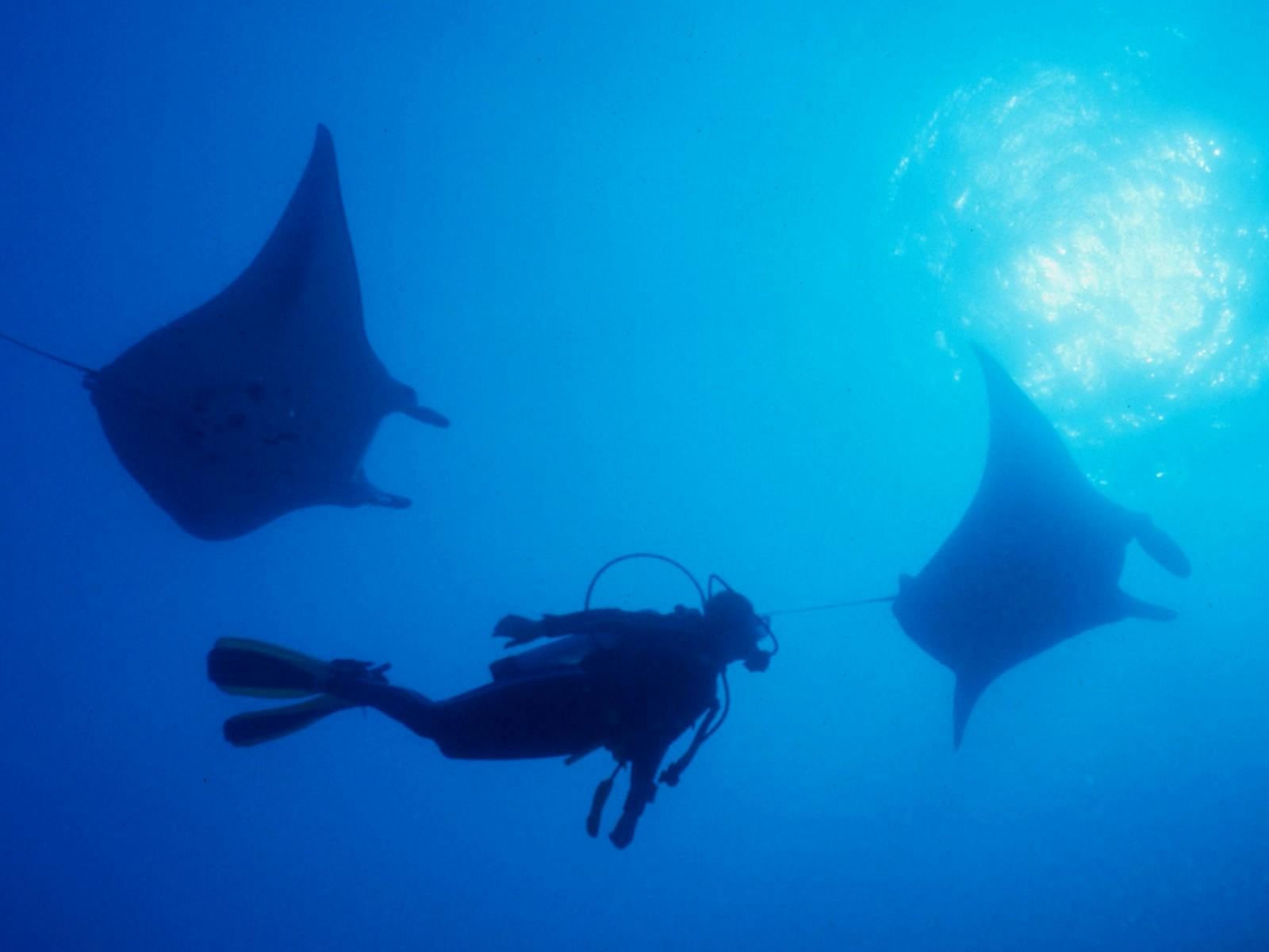 Manta Rays - Yongala Wreck