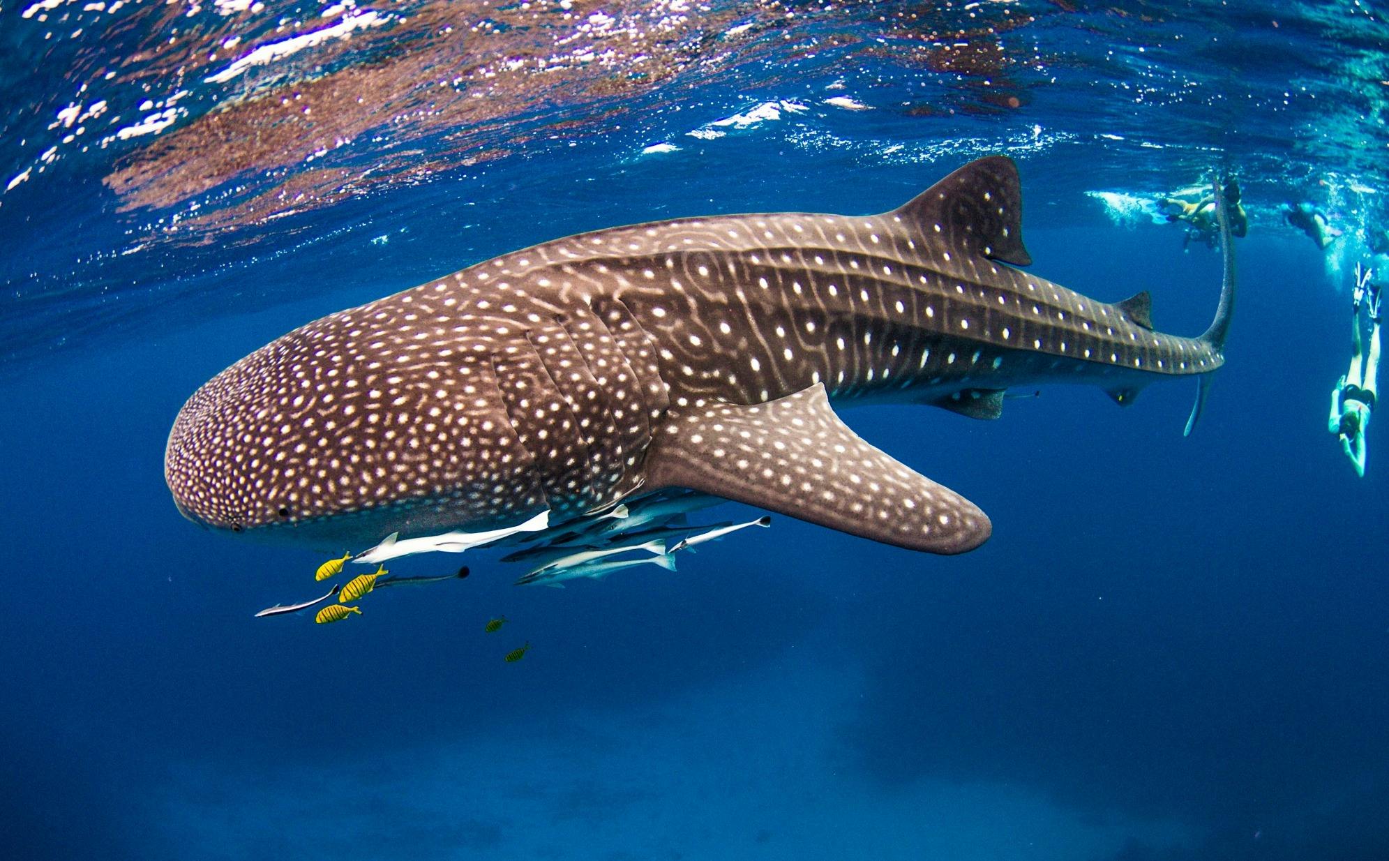 Ningaloo Whale shark swim