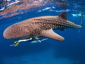 Ningaloo Whale shark swim