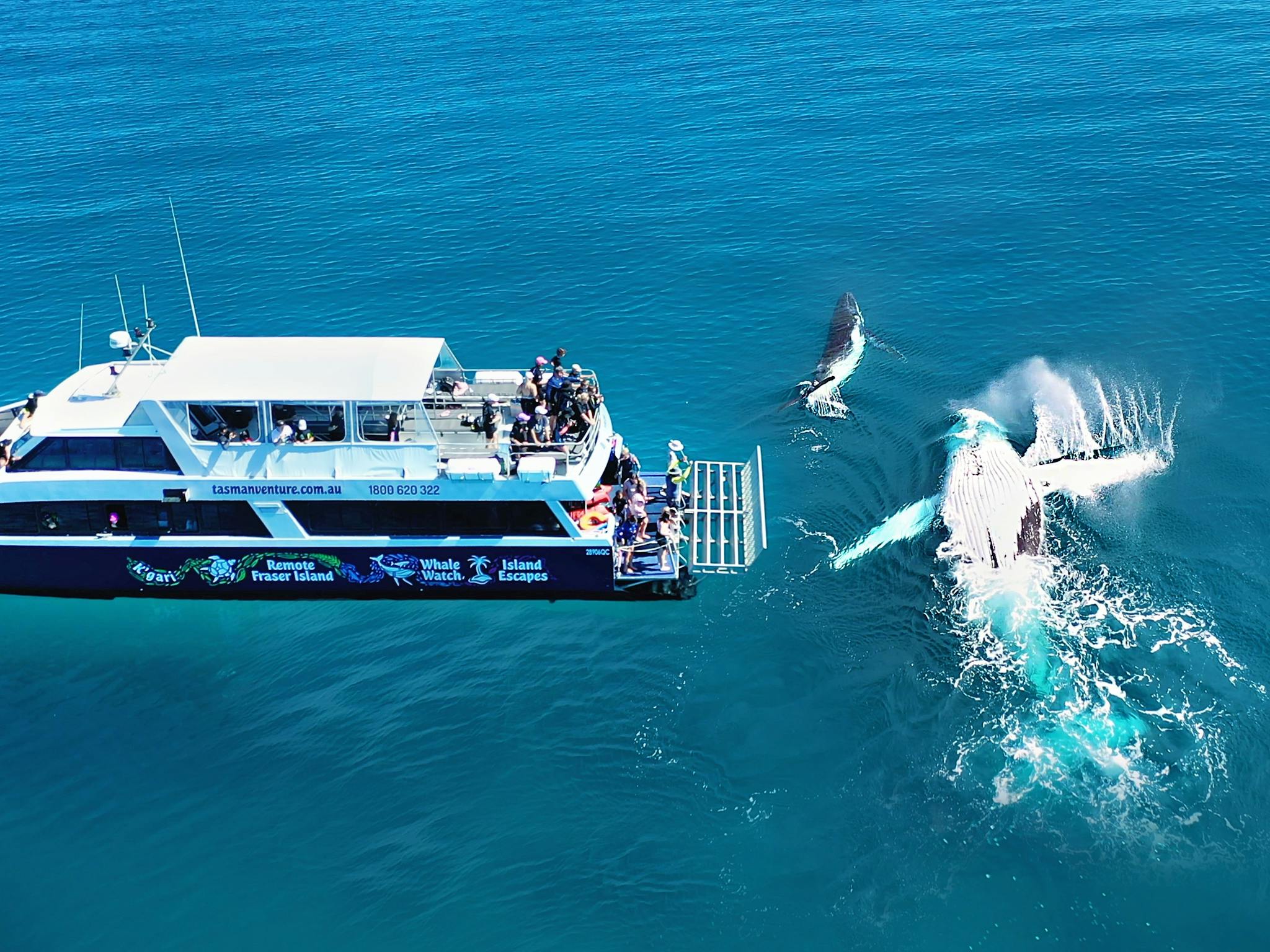 Humpback Whale and baby close encounter with Tasman Venture Humpback Whale and baby close encounter with Tasman Venture