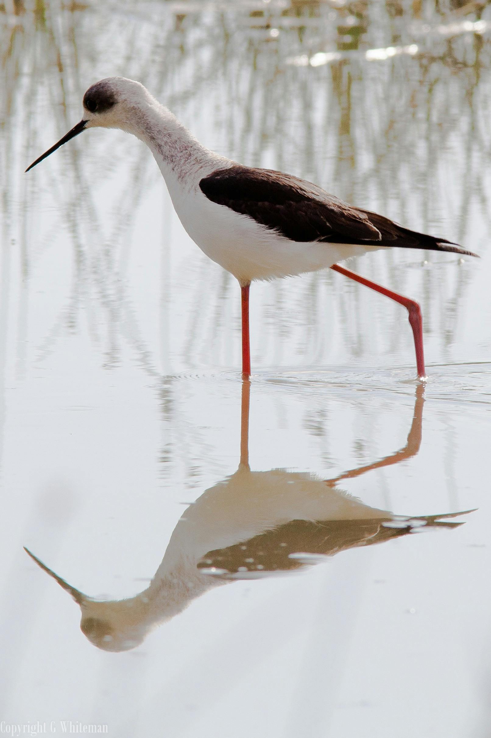 Calperum Waterbirds