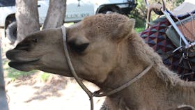 Port Macquarie Camel Safaris