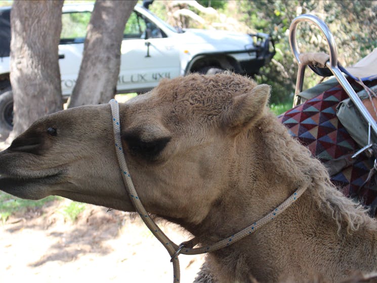 Port Macquarie Camel Safaris