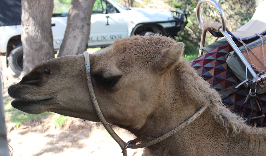 Port Macquarie Camel Safaris Port Macquarie Camel Safaris