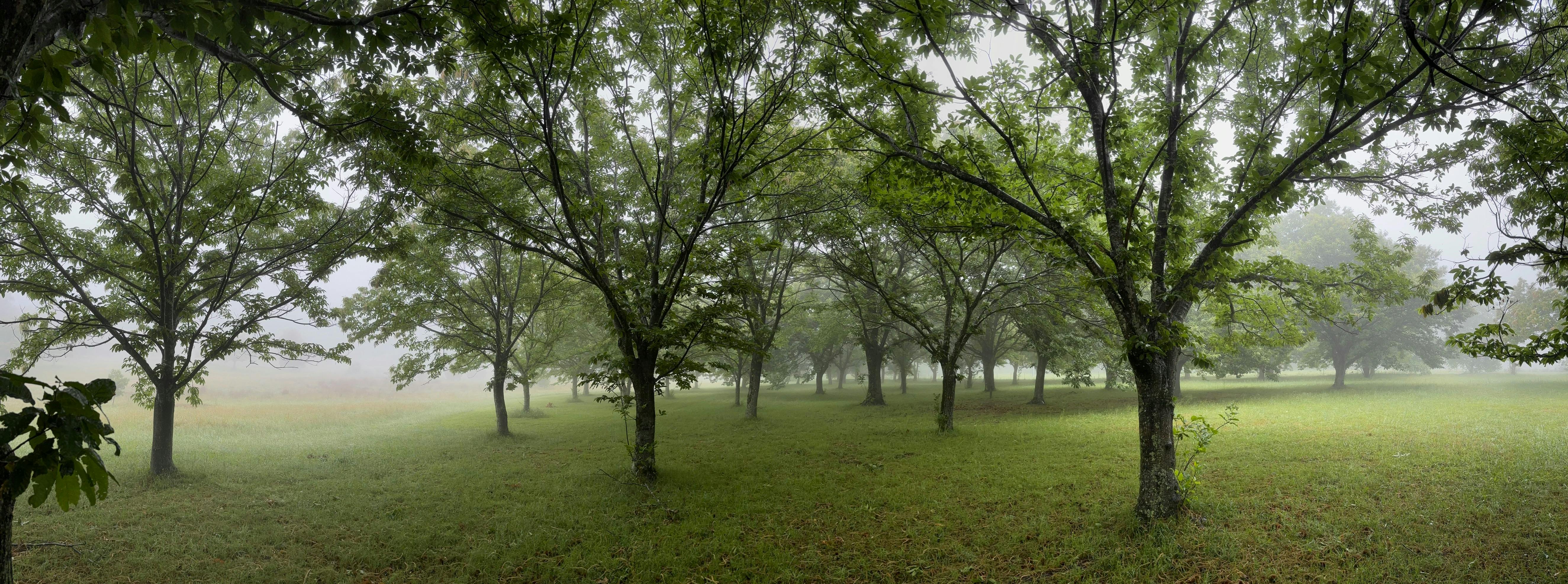 Nutwood Farm orchard