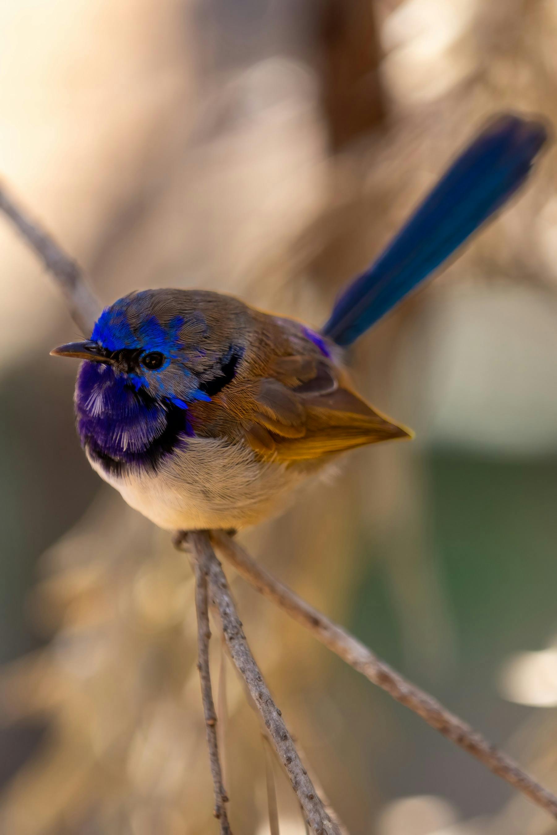 Varigated Fairy Wren