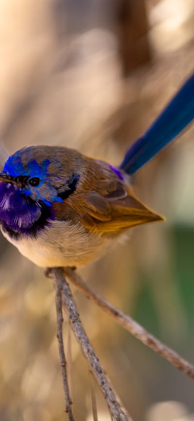 Varigated Fairy Wren