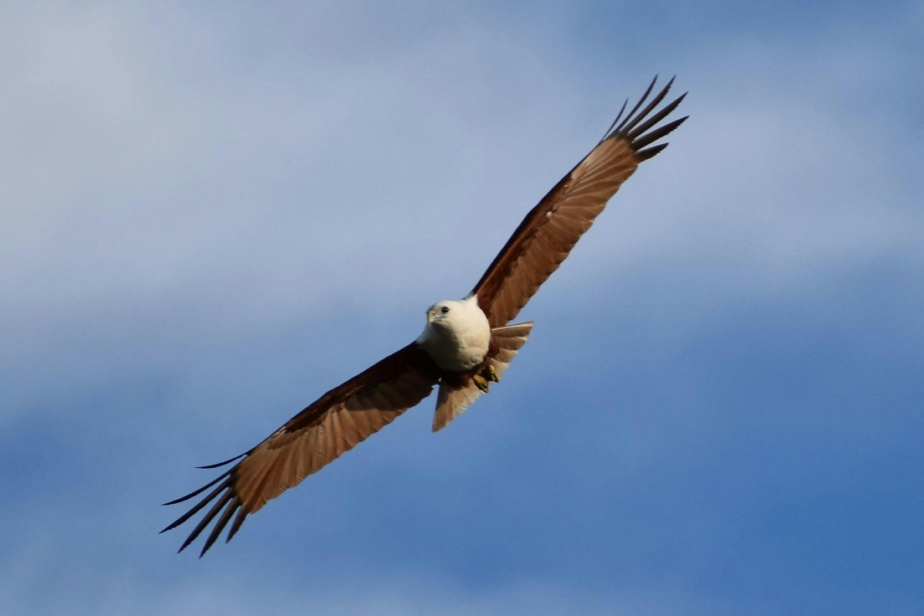 Osprey