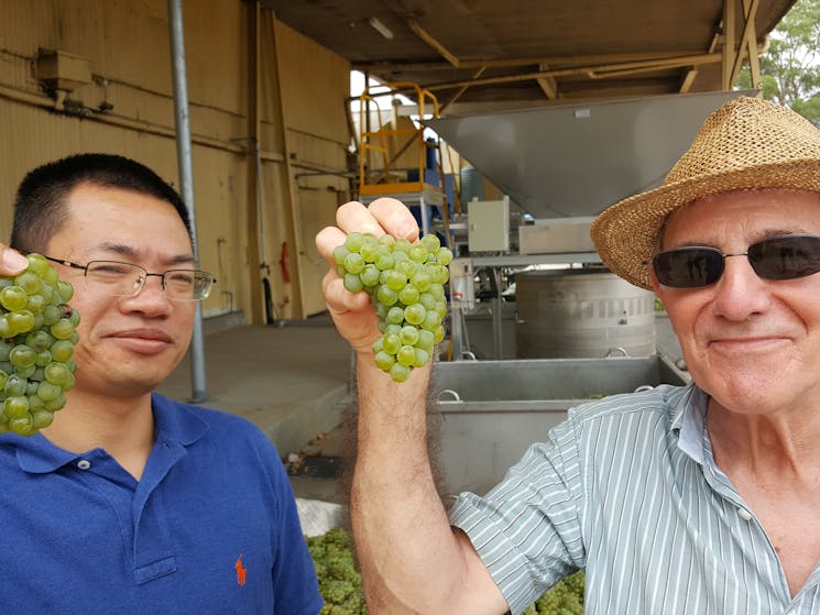 Hand harvested Semillon grapes ready to vinify.