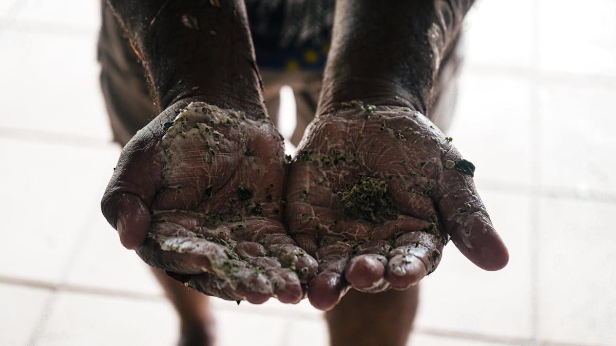 soapbush leaves used to wash hands on country