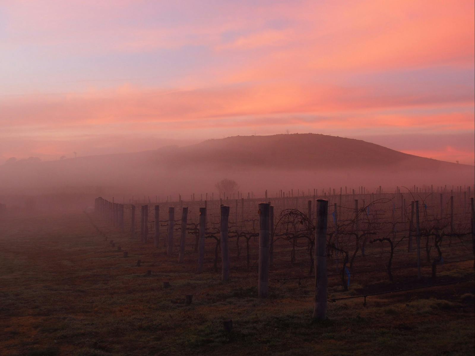 Four Winds Vineyard Cellar Door