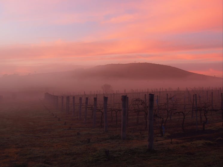 Mist in the Shiraz Four Winds Vineyard