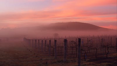 Mist in the Shiraz Four Winds Vineyard