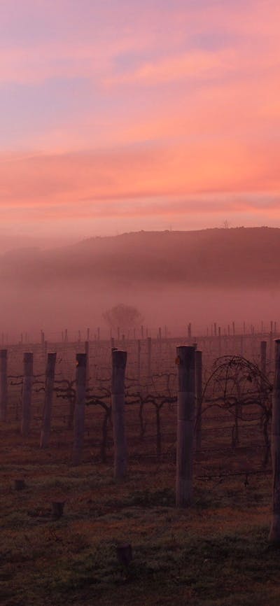 Mist in the Shiraz Four Winds Vineyard