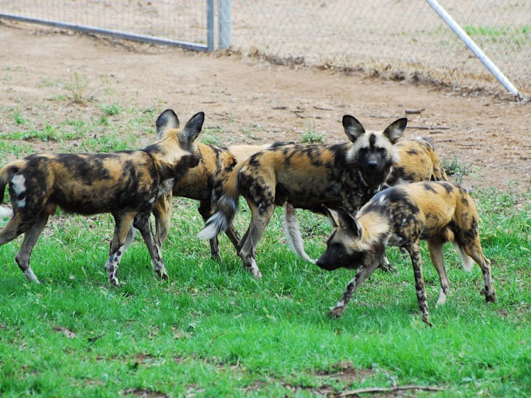 African Wild Dogs