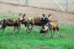 African Wild Dogs