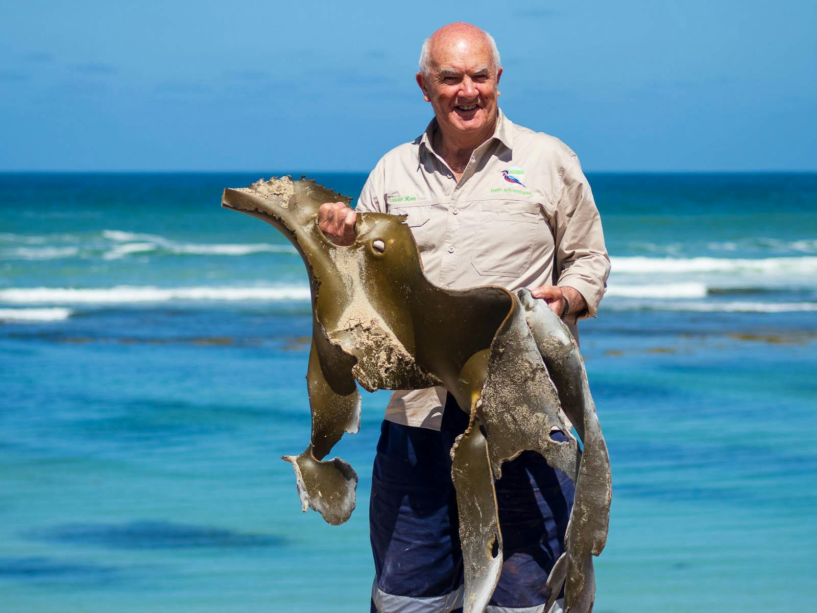 Boandik Elder Uncle Ken at beach holding a piece of Bull Kelp at Port MacDonnell beach