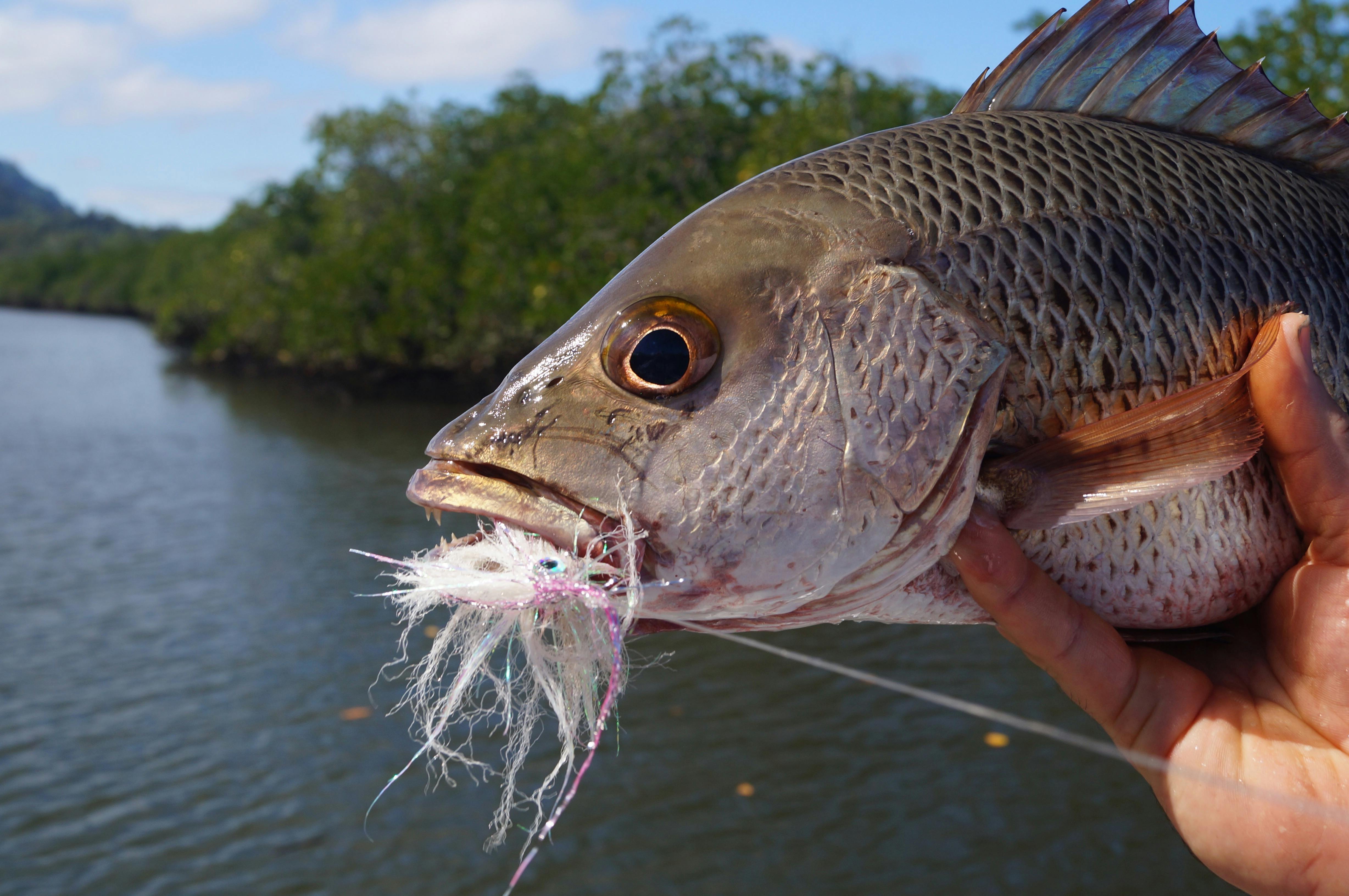 Mangrove Jack